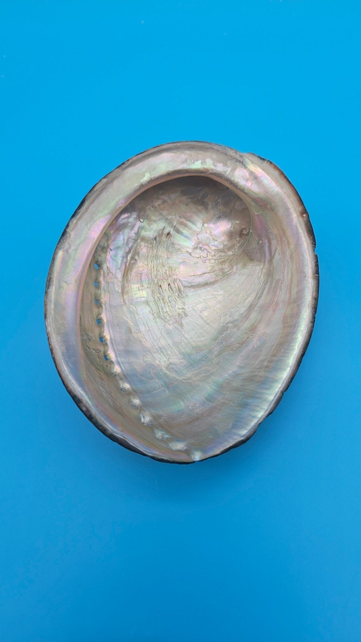 Black Abalone Shell Display – Haliotis cracherodii 4.3"