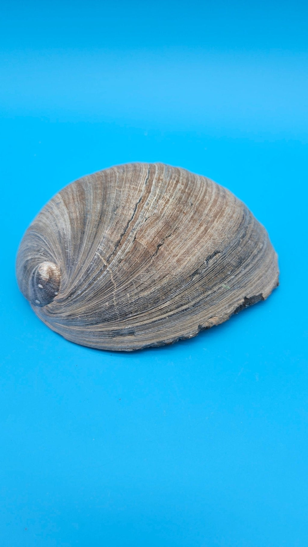 Black Abalone Shell Display – Haliotis cracherodii 5.1"